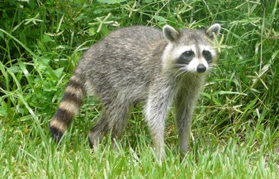 Raccoon