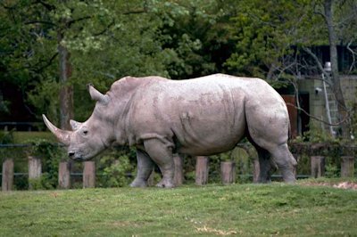 White Rhinoceros