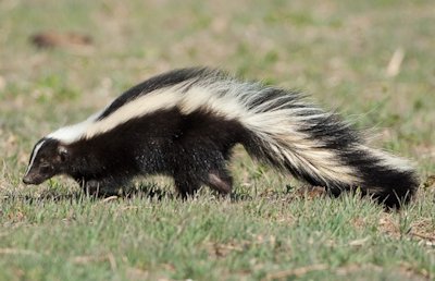 Skunk