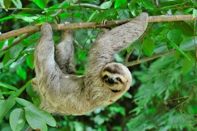 Sloth