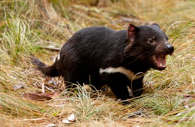 Tasmanian Devil