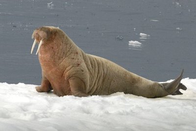 Walrus