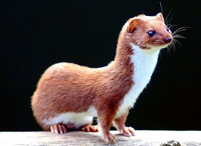 Weasel