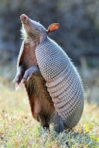 Armadillo 