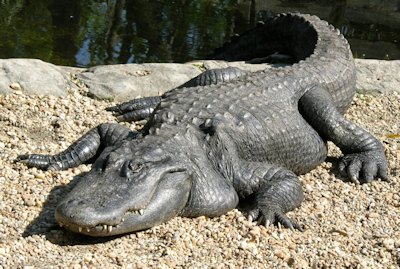 Alligator