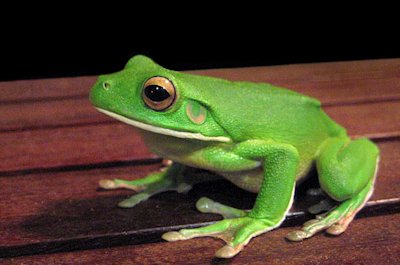 White-lipped Tree Frog