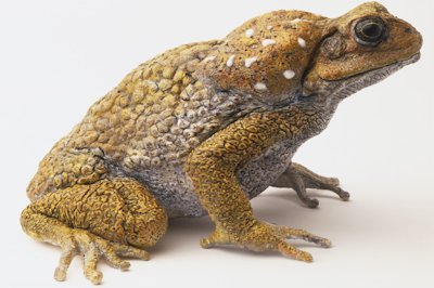 Cane Toad