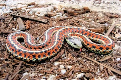 Garter Snake