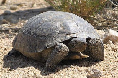 Desert Tortoise