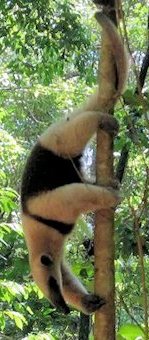 Tamandua anteater  - Costa Rica 