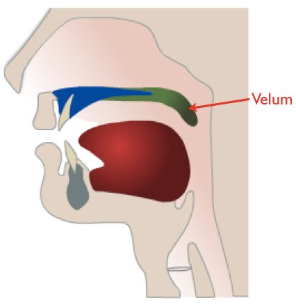 Velar Nasal