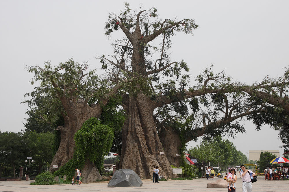 Botanical Gardens in Baoding China - 2008