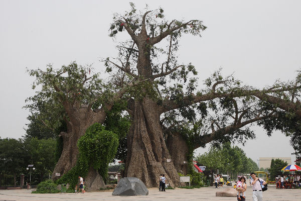 Botanical Gardens in Baoding China - 2008