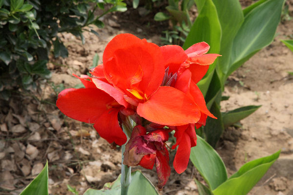 Botanical Gardens in Baoding China - 2008