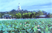 White Pagoda