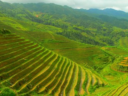 Longji (Dragon's Backbone) Terrace, Guangxi, China