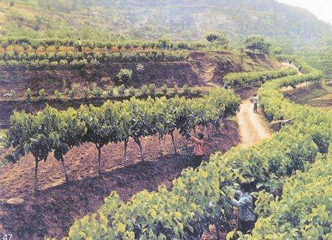 Mulberry Leaf Production