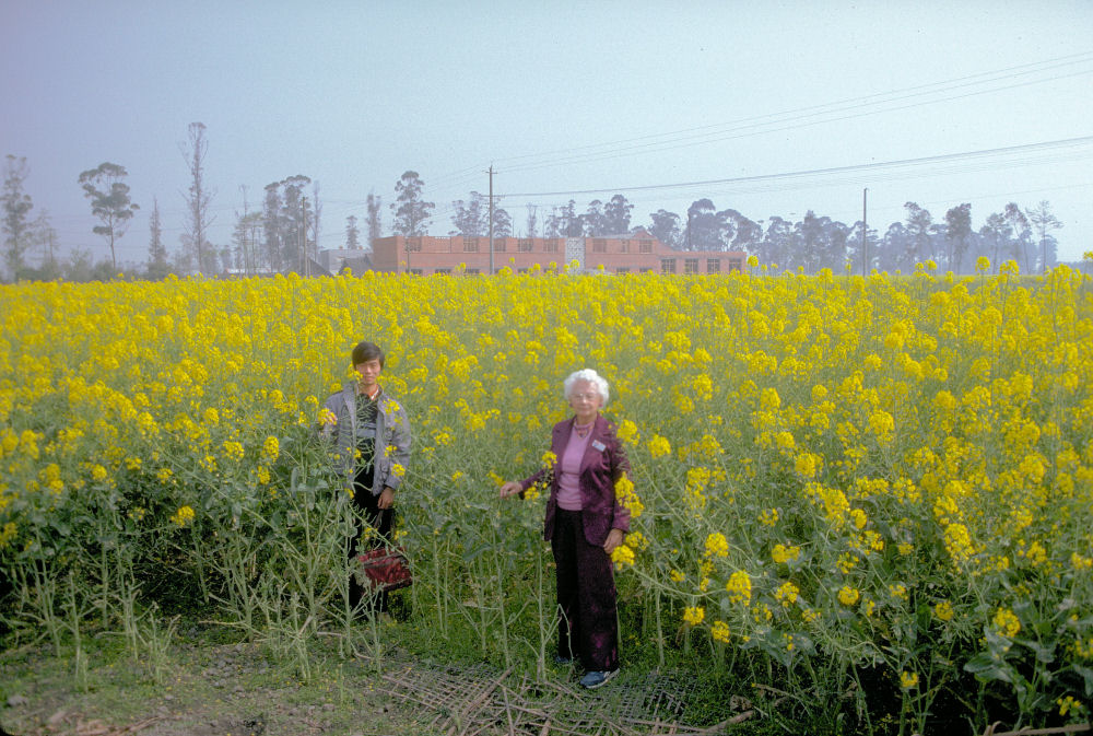 Chinese Rape Field