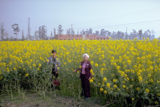 Rape Seed Farming