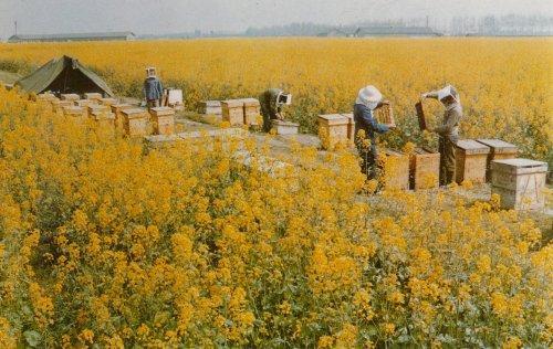 trattori agricoli usati vendita