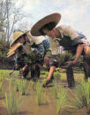 Transplanting Rice Seedlings