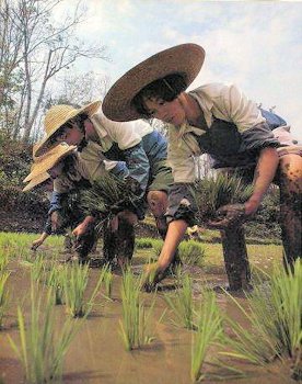 Transplanting Rice Seedlings into the Rice Paddy