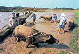 Plowing Rice Fields