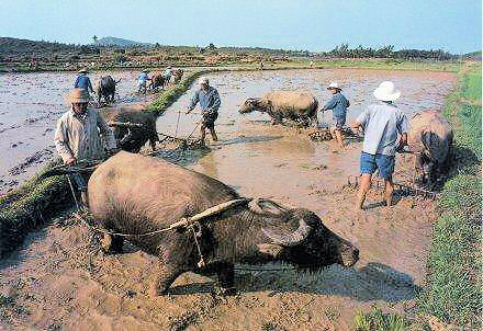 Preparing Rice Fields