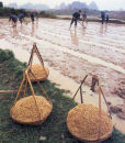 Rice Seeds