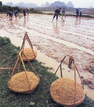 Rice Seed Planting