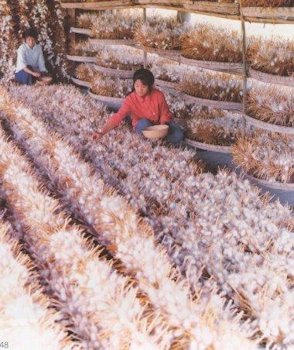 Silkworm Production