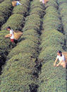 Growing Tea