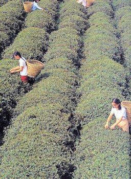 Tea Cultivation