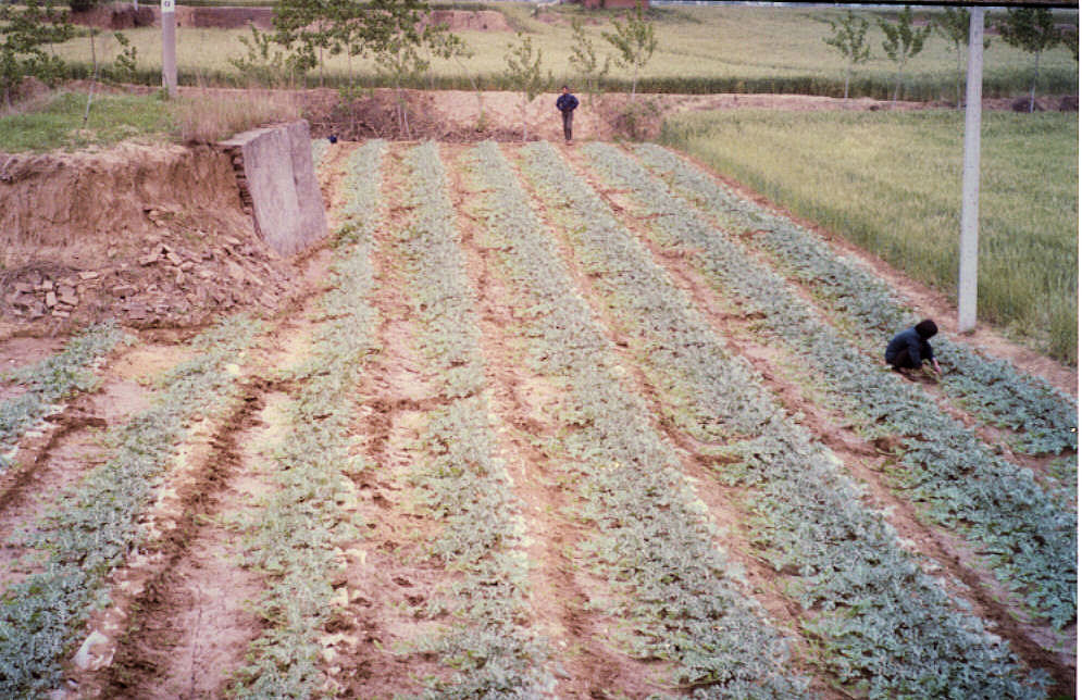 Chinese Watermelons