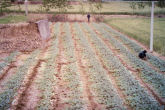 Watermelons