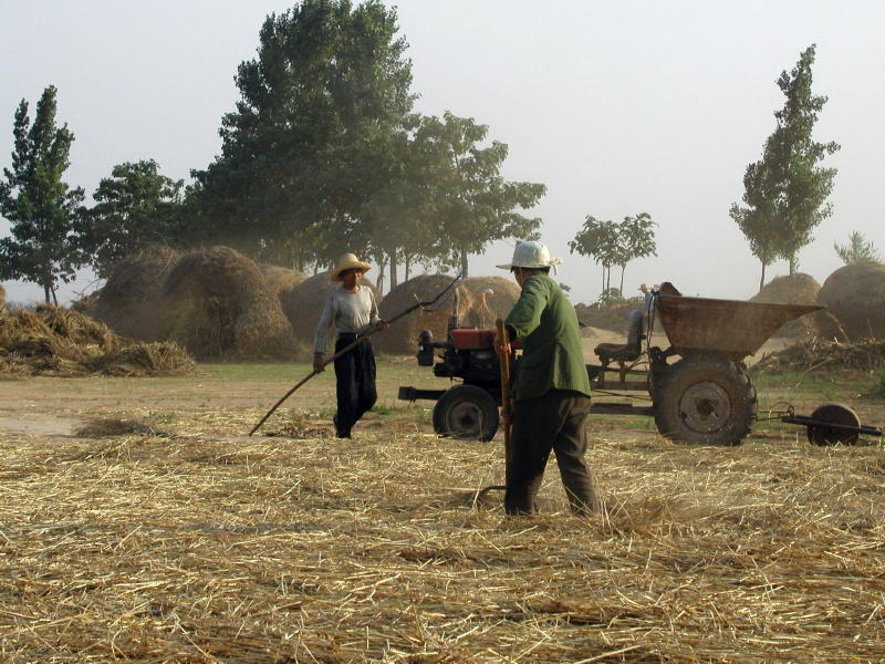 Chinese Wheat Harvest