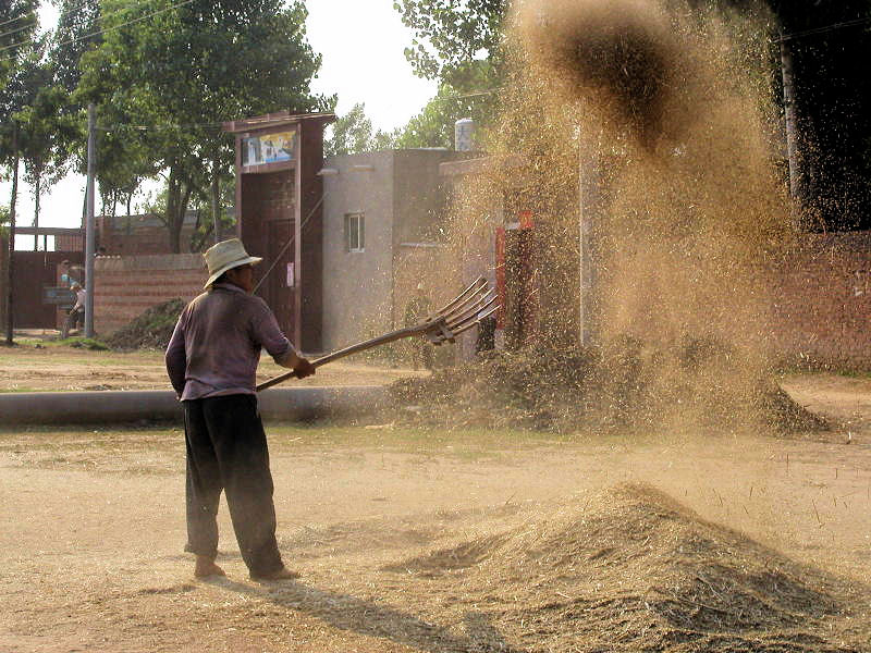 Chinese Wheat Harvest