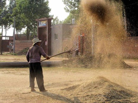 Winnowing the Wheat