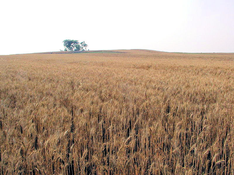 Chinese Winter Wheat