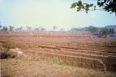 Bricks Drying