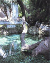 Butterfly Springs