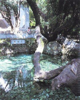 Butterfly Springs