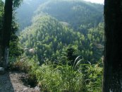 Bamboo Forest