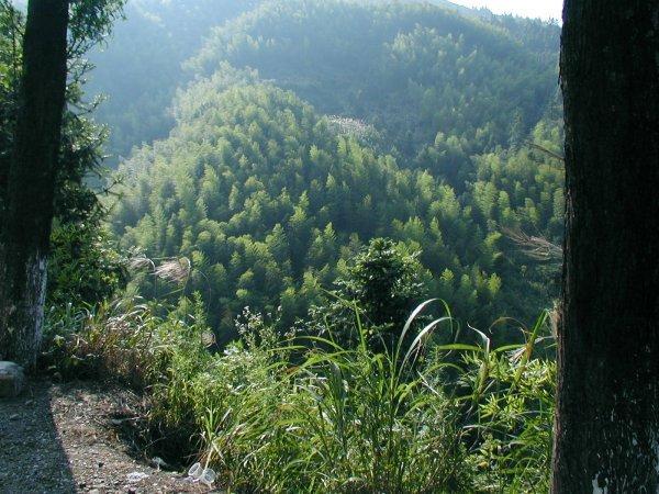 Bamboo Forests of Huangshan