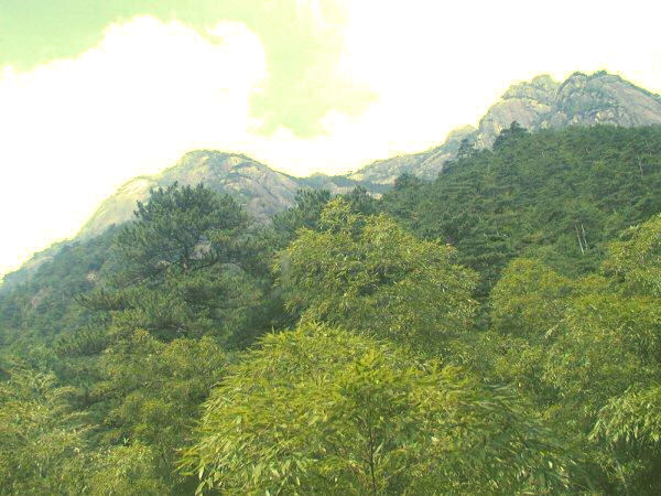 Forested Slopes of Huangshan 