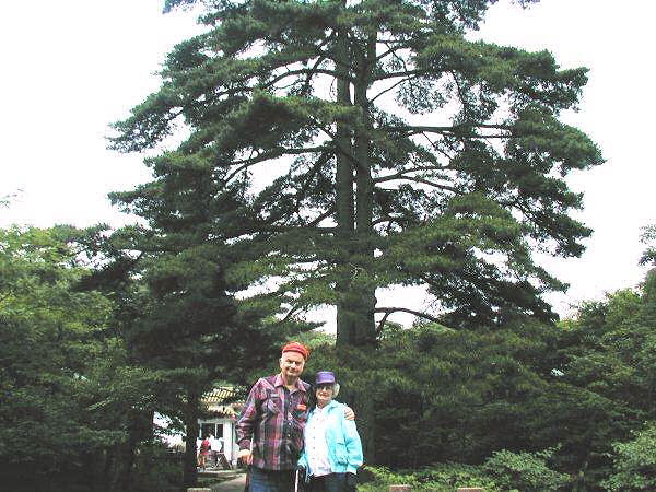 Huangshan Wedding Tree