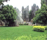 Stone Forest