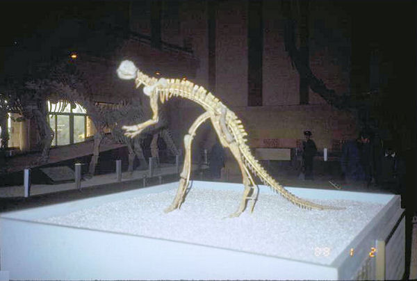 Dinosaur at the Dinosaur Museum at Zigong
