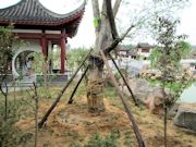 Sias New Magical Chinese Garden Photo 10