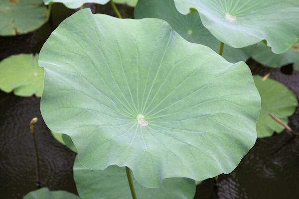 Humble Administrator's Garden in Suzhou China